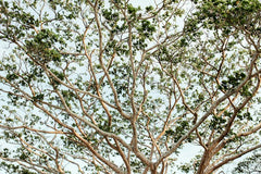 Copaifera Balsam