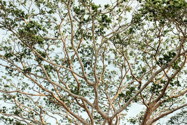 Copaifera Balsam