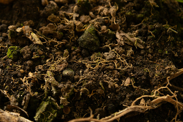 Dirt