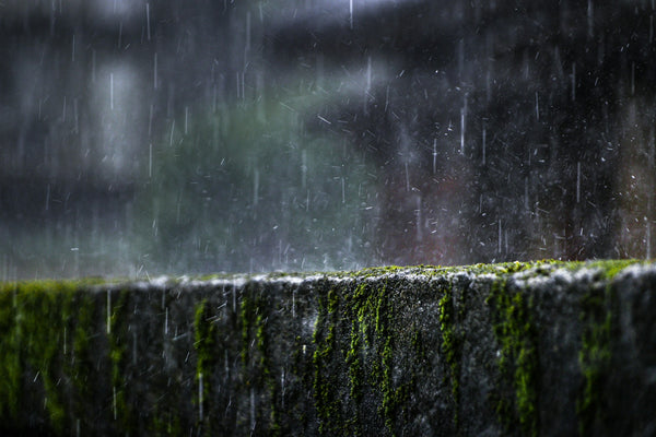 Petrichor