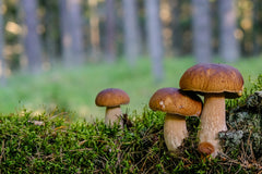 Bolete Mushroom