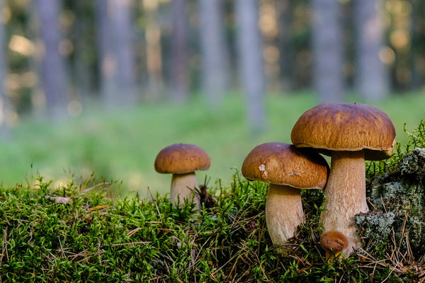 Bolete Mushroom