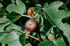 Fig Leaf