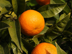 Petitgrain