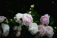 Peony