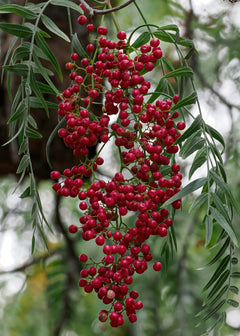 Pink Pepper