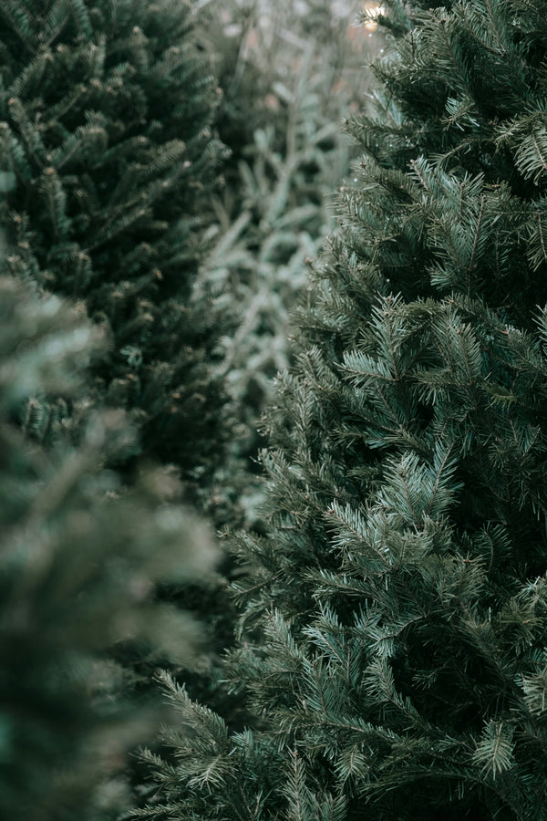 Fir Balsam