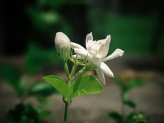 Jasmine Sambac