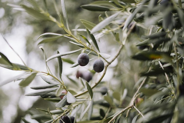 Black Olive