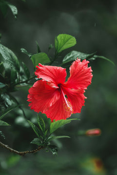 Hibiscus Flower