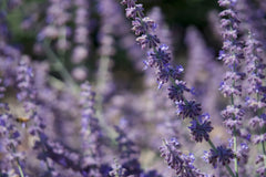 Lavender