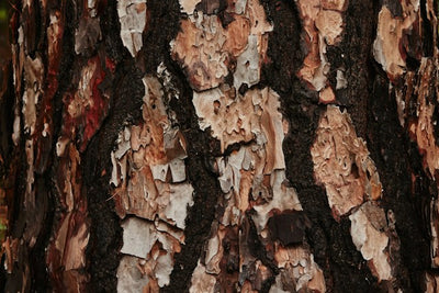 Pine Tar