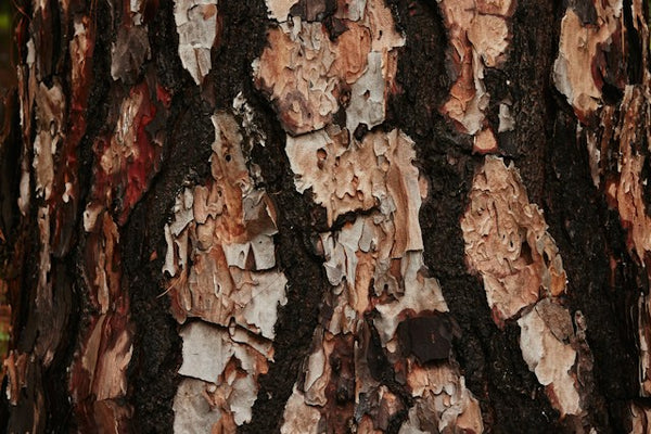 Pine Tar