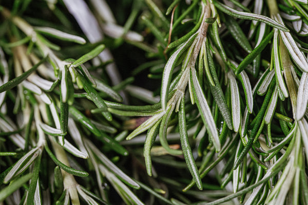 Rosemary