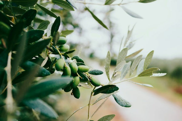 Extra Virgin Olive Oil