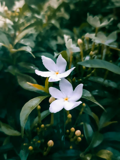 Jasmine