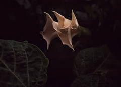 Night Blossoms