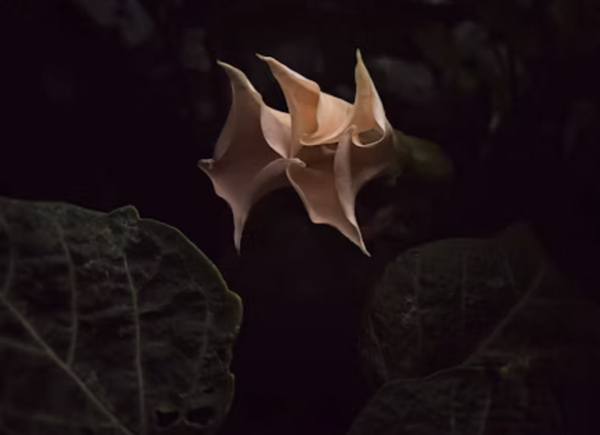 Night Blossoms