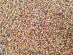 Coriander Seed