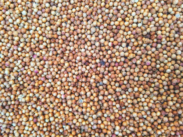 Coriander Seed