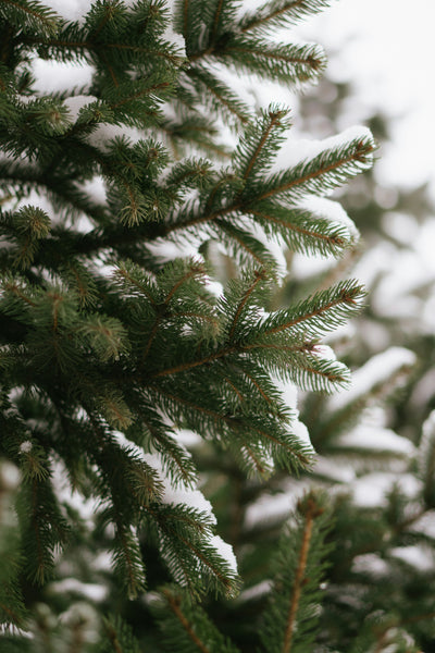 Siberian Fir