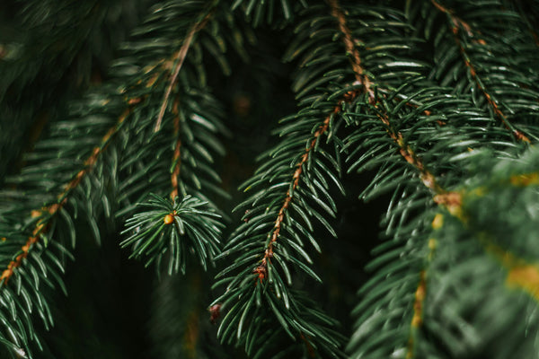 Spruce