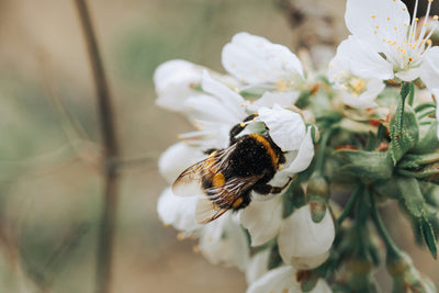 Floral Nectar
