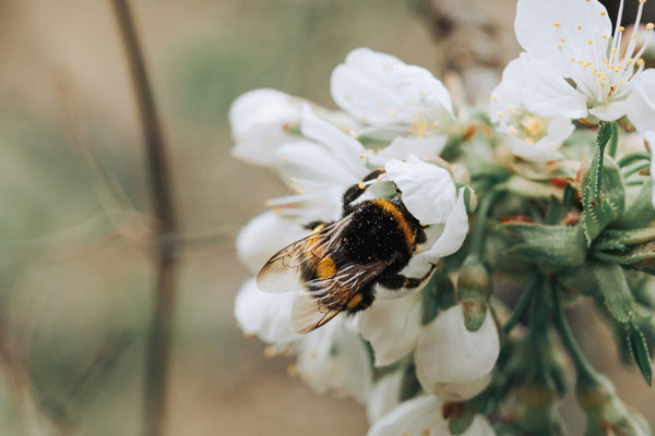 Floral Nectar