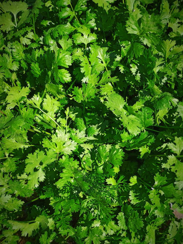 Cilantro (Coriander Leaf)