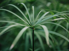 Cypriol (Nagarmotha)