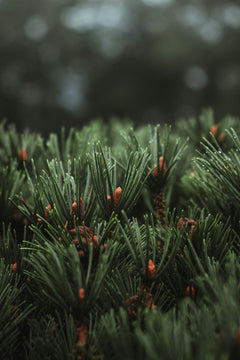 Pine