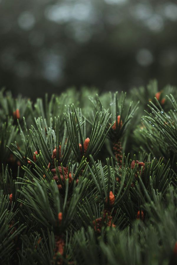 Pine