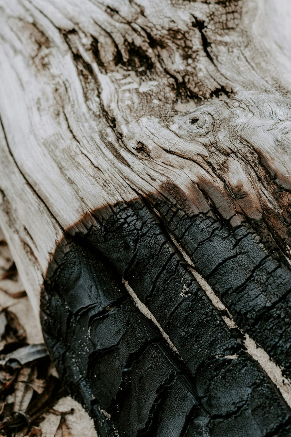 Charred Wood