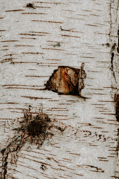 Birch Tar