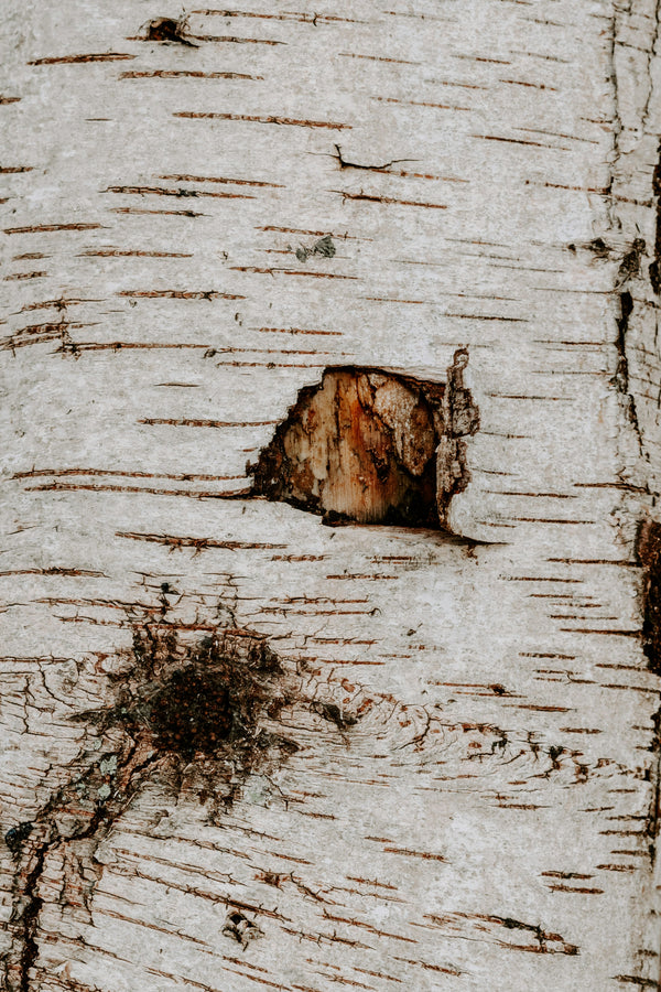 Birch Tar