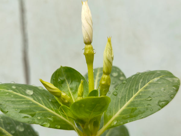 Flower Buds