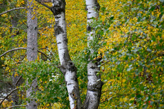 birch leaf