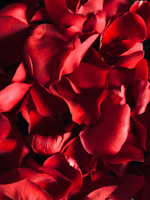 Rose Petal Absolute