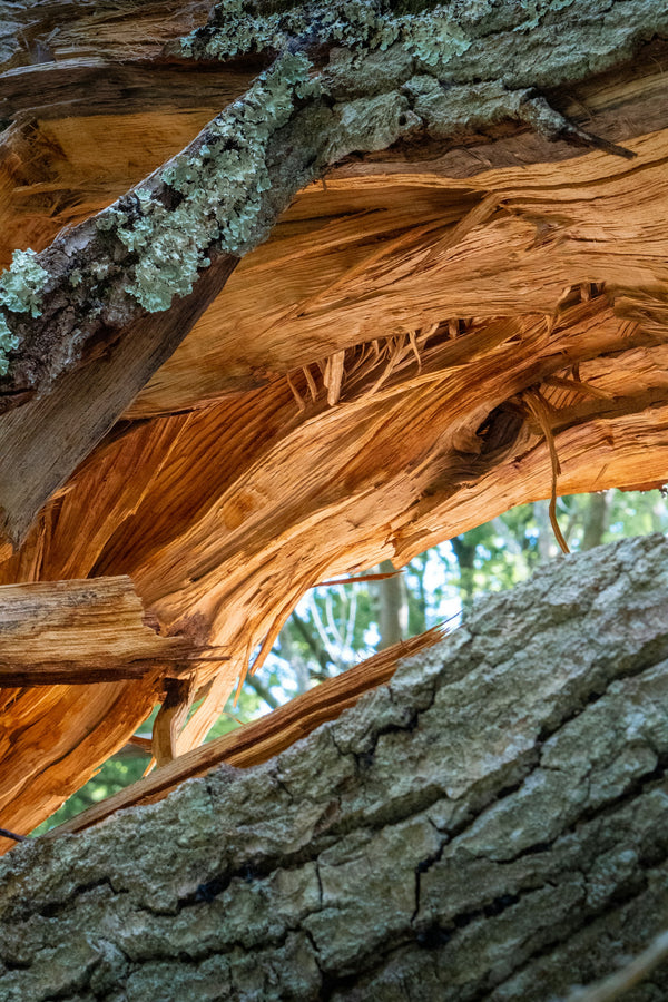 Cedarwood