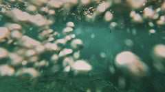 Aquatics