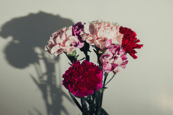 Carnation