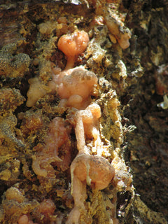 Olibanum (Frankincense)