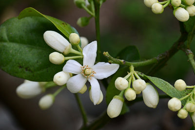 Neroli