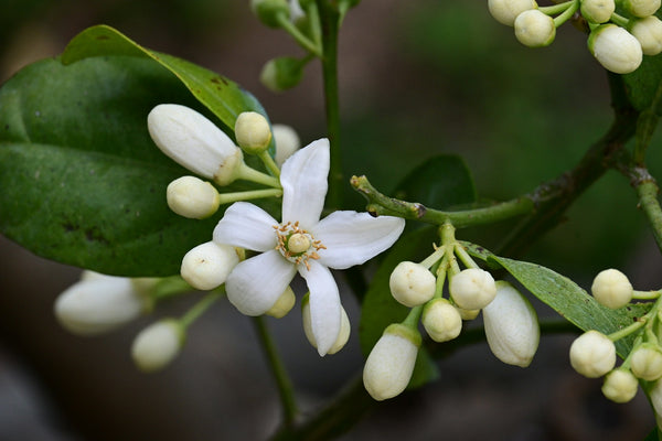 Neroli