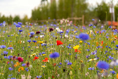 Wildflowers