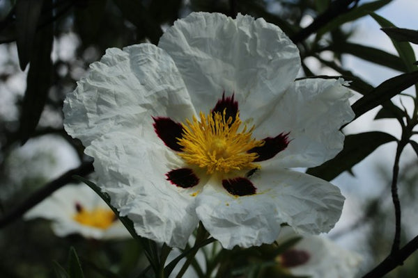 Cistus concrete