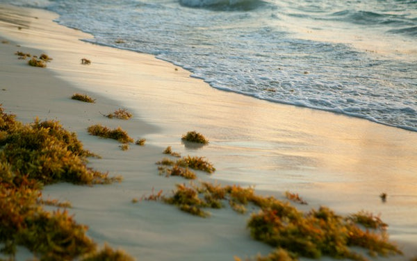 Sargassum
