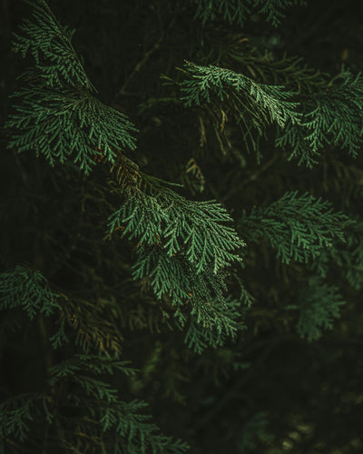 Cedar Needles
