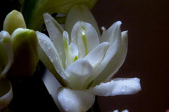 Tuberose Absolute