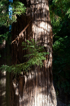 Hinoki Wood